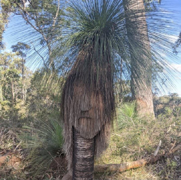 Everyday items with unexpected faces that, once seen, can never be unseen, bushy tree with a face inside it