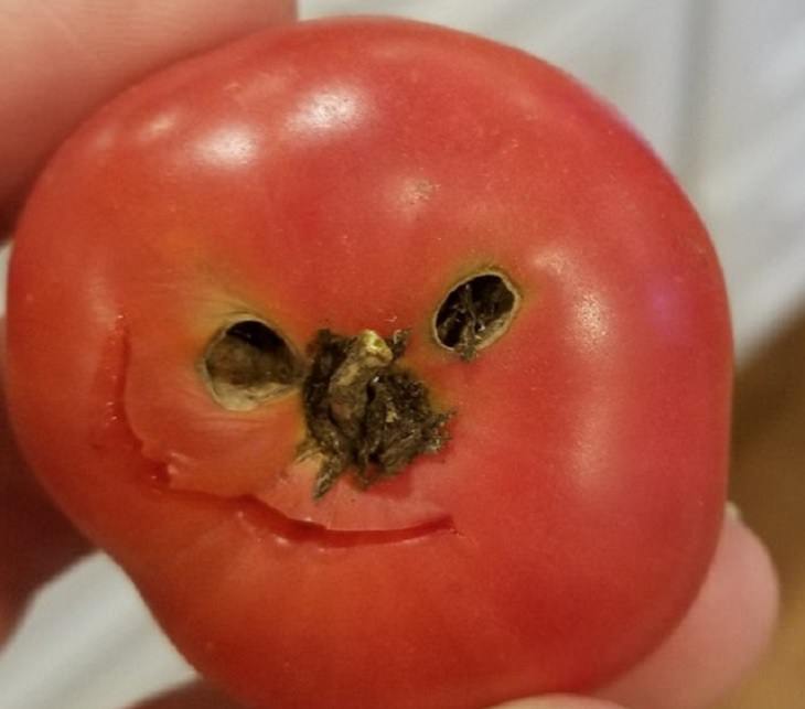 Everyday items with unexpected faces that, once seen, can never be unseen, tomato with a smirking face