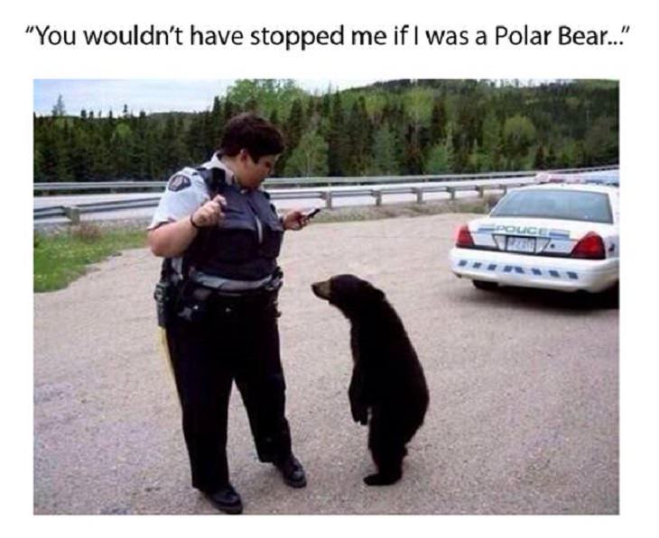 Hilarious pictures that could only be taken in Canada, police officer with a small black bear
