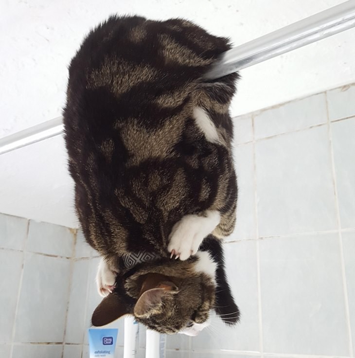 Hilarious and funny photos of broken cats caught in weird and odd positions, cat hanging upside down in a bathroom