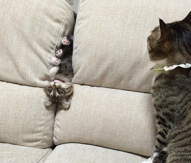 Hilarious and funny photos of broken cats caught in weird and odd positions, kitten trapped in a sofa