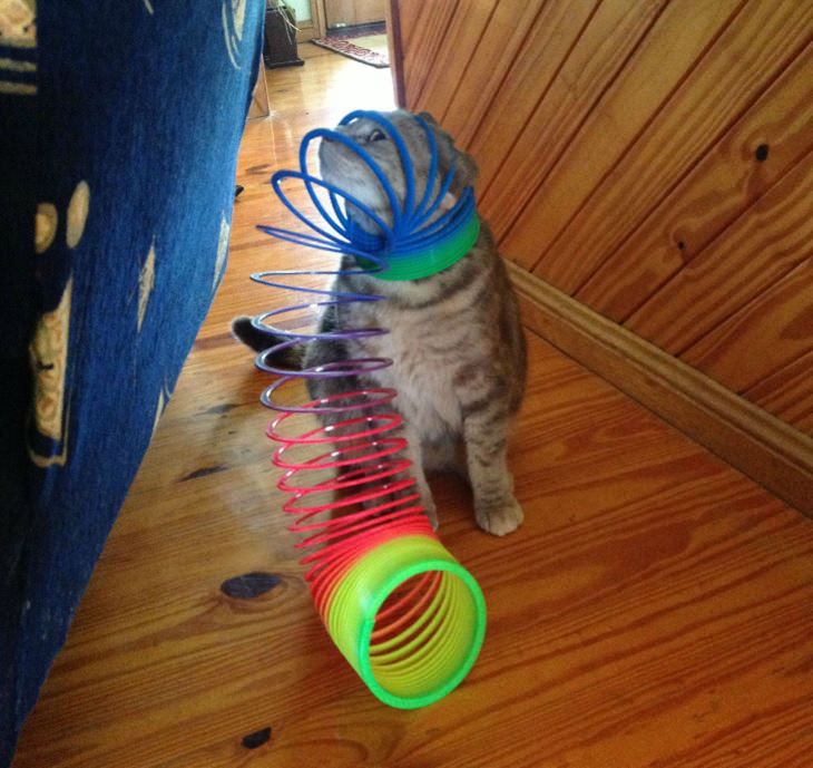 Hilarious and funny photos of broken cats caught in weird and odd positions, cat with a rainbow slinky stuck on its head