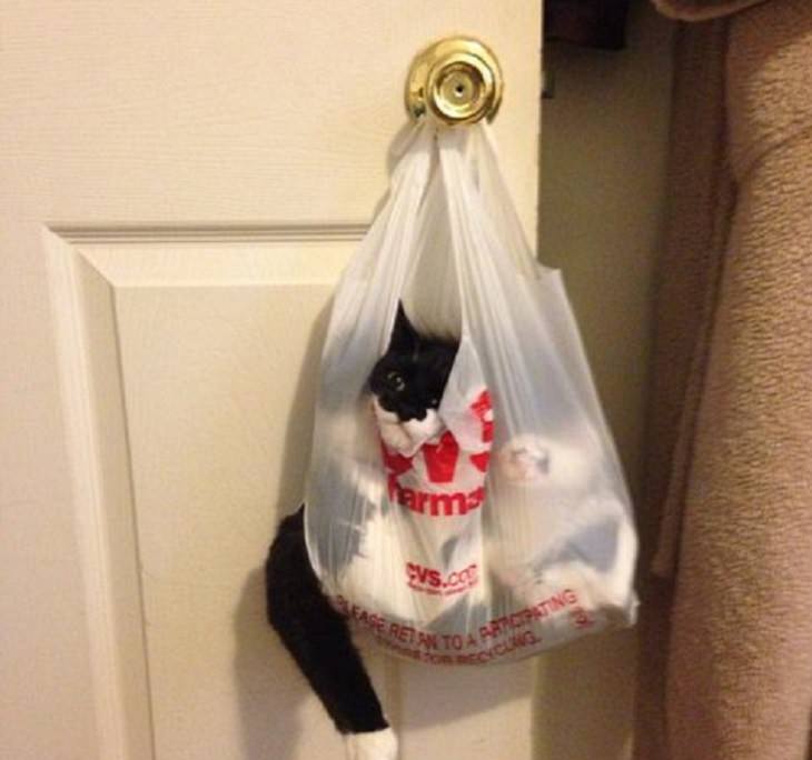 Hilarious and funny photos of broken cats caught in weird and odd positions, black and white cat in a plastic bag hanging on a door handle