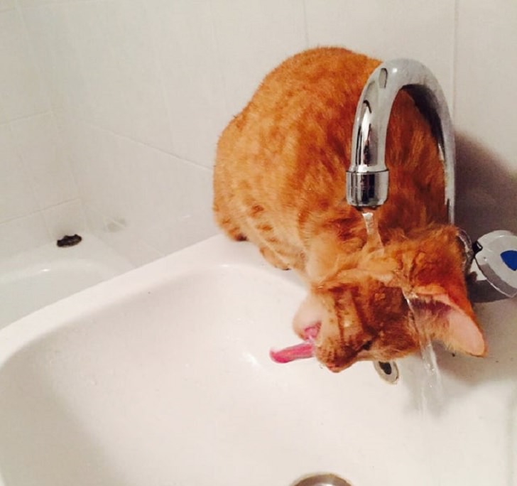 Hilarious and funny photos of broken cats caught in weird and odd positions, cat drinking from sink upside down