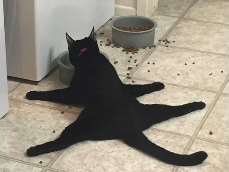 Hilarious and funny photos of broken cats caught in weird and odd positions, cat lying with its legs fully flat as it eats