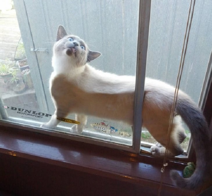 Hilarious and funny photos of broken cats caught in weird and odd positions, cat stuck outside a window with his tail caught inside