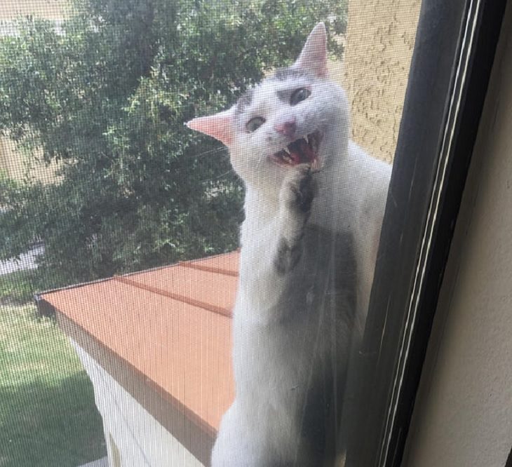 Hilarious and funny photos of broken cats caught in weird and odd positions, Cat outside a window begging to enter after leaving the house