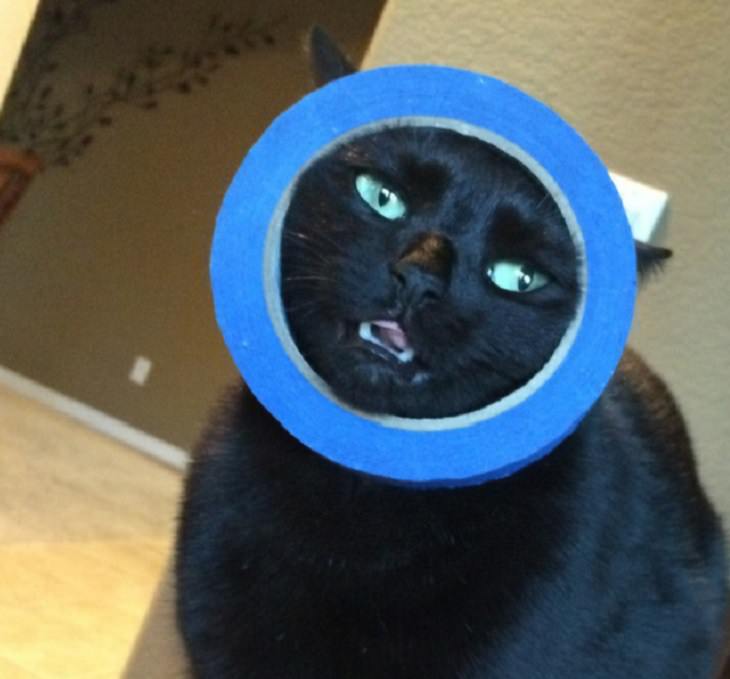 Hilarious and funny photos of broken cats caught in weird and odd positions, cat with its face stuck in a roll of blue duct tape
