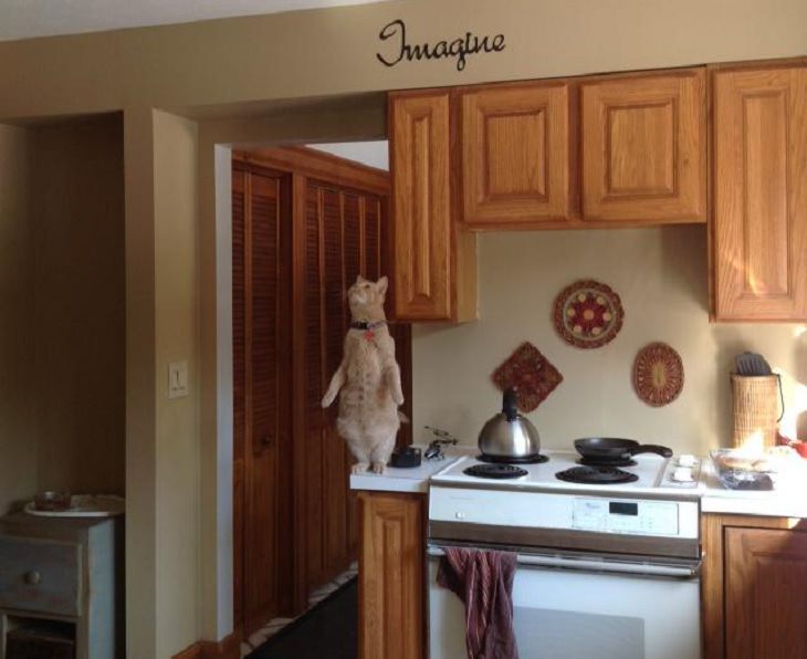 Hilarious and funny photos of broken cats caught in weird and odd positions, orange cat standing on two legs on a kitchen counter