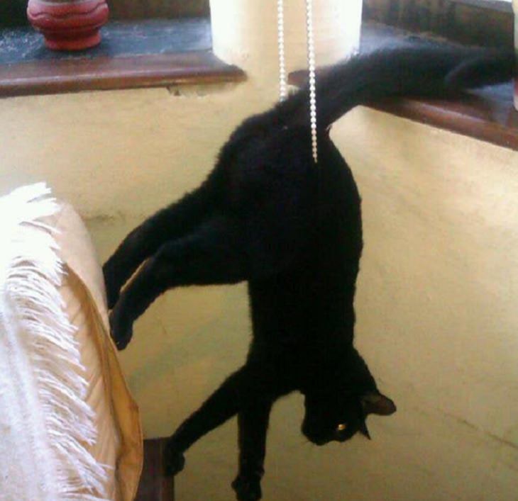 Hilarious and funny photos of broken cats caught in weird and odd positions, black cat hanging upside down on a string