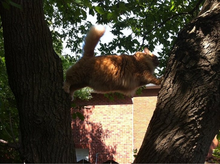 Hilarious and funny photos of broken cats caught in weird and odd positions, cat hands carefully between two trees with paws on both trees