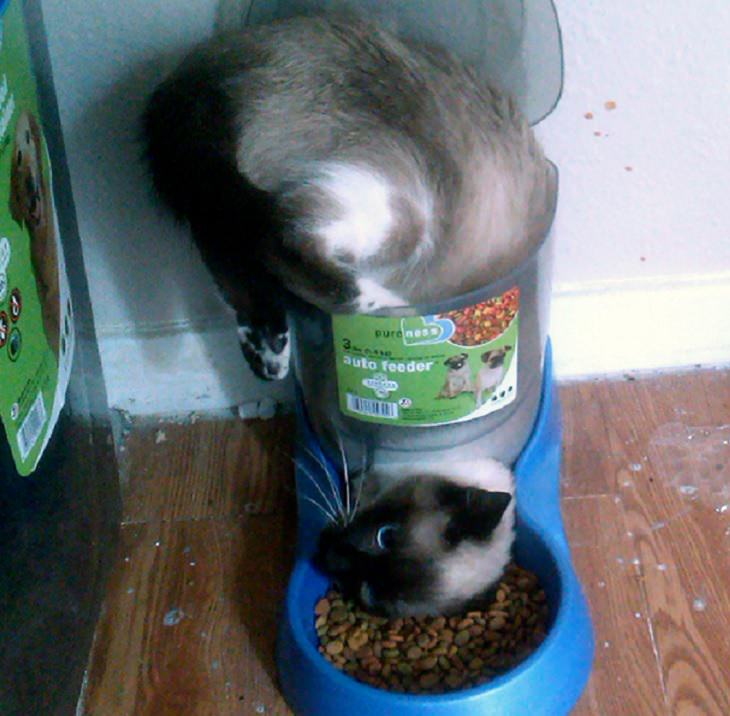 Hilarious and funny photos of broken cats caught in weird and odd positions, cat stuck in an automatic feeder