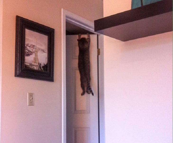 Hilarious and funny photos of broken cats caught in weird and odd positions, cat hanging from the top of a door