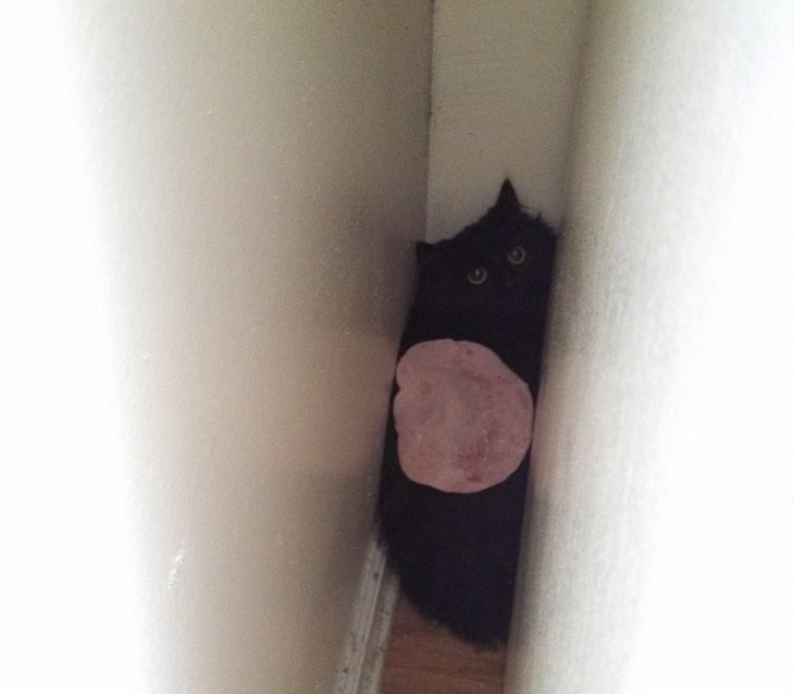 Hilarious and funny photos of broken cats caught in weird and odd positions, black cat in a corner with a piece of ham on it