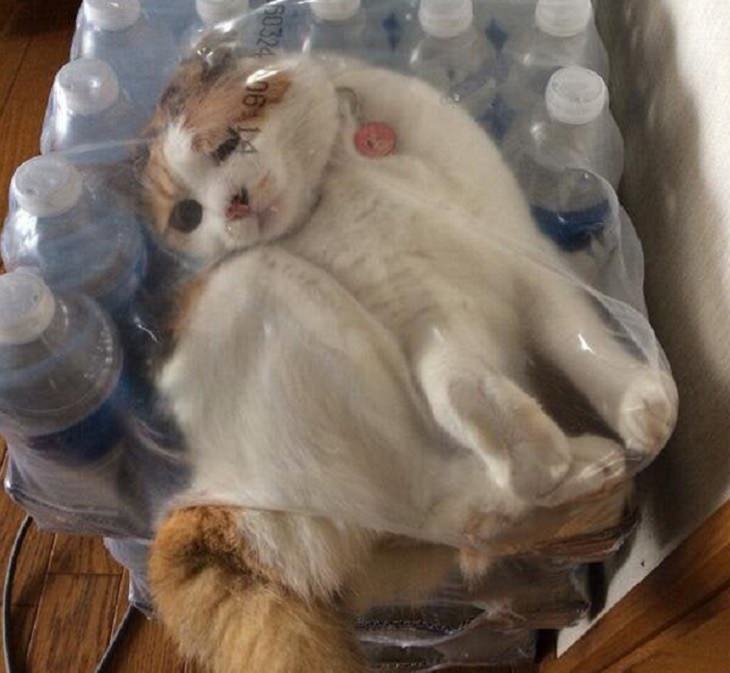 Hilarious and funny photos of broken cats caught in weird and odd positions, cat trapped in a plastic package of water bottles