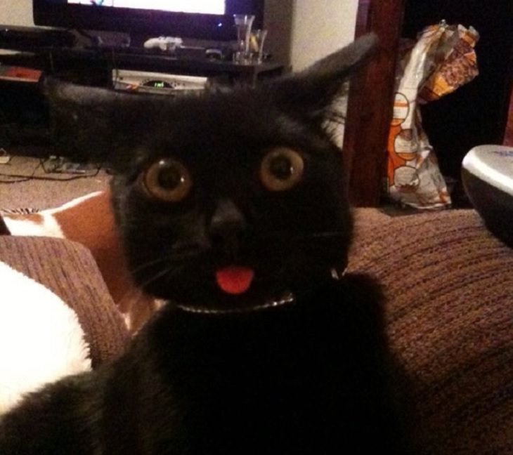 Hilarious and funny photos of broken cats caught in weird and odd positions, cat making a face with its tongue sticking out