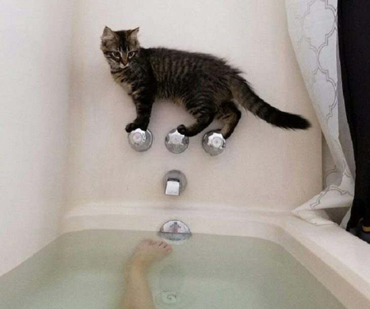 Hilarious and funny photos of broken cats caught in weird and odd positions, cat balancing on the knobs of a bathtub