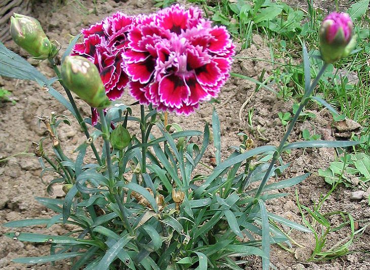 Different types and species of brightly colored Pink flowers in the Carnation Family of the genus Dianthus, Carnation Cultivar ‘Garden Clove’ (Dianthus caryophyllus)