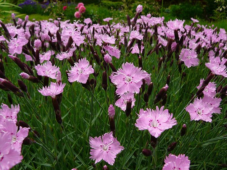 Different types and species of brightly colored Pink flowers in the Carnation Family of the genus Dianthus, Cheddar Pink (Dianthus gratianopolitanus)