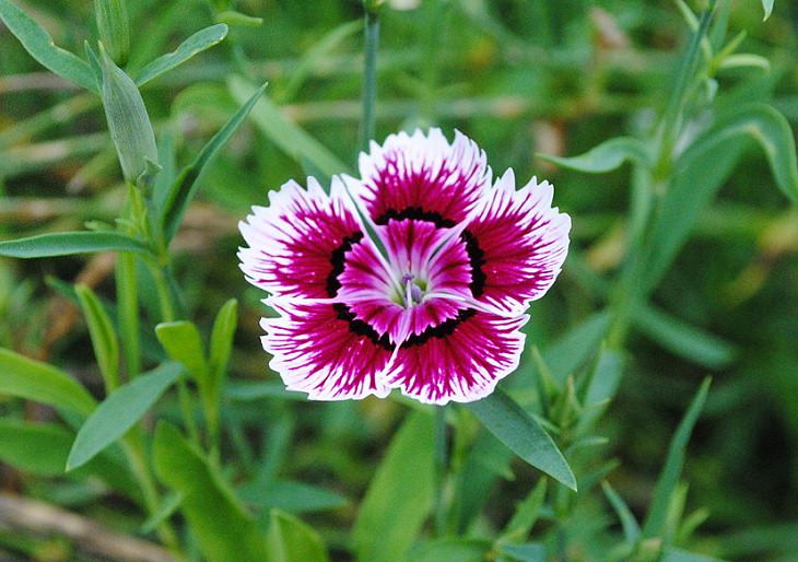Different types and species of brightly colored Pink flowers in the Carnation Family of the genus Dianthus, China Pink (Dianthus chinensis)
