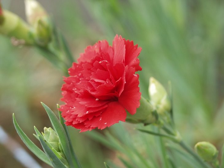 Different types and species of brightly colored Pink flowers in the Carnation Family of the genus Dianthus, Carnation (Dianthus caryophyllus)