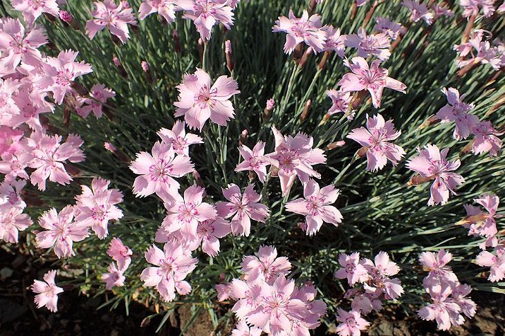 Different types and species of brightly colored Pink flowers in the Carnation Family of the genus Dianthus, Garden Pink (Dianthus plumarius)
