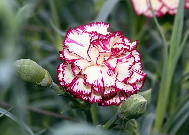 Different types and species of brightly colored Pink flowers in the Carnation Family of the genus Dianthus, Carnation Cultivar ‘Brocade’ (Dianthus caryophyllus)