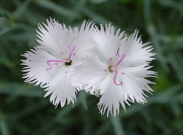Different types and species of brightly colored Pink flowers in the Carnation Family of the genus Dianthus, Seashore Pink (Dianthus japonicus)