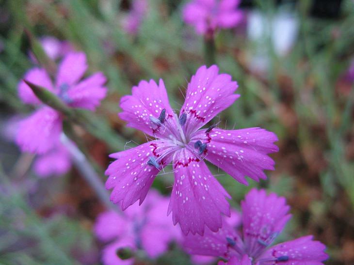 Different types and species of brightly colored Pink flowers in the Carnation Family of the genus Dianthus, Glacier Pink (Dianthus glacialis)