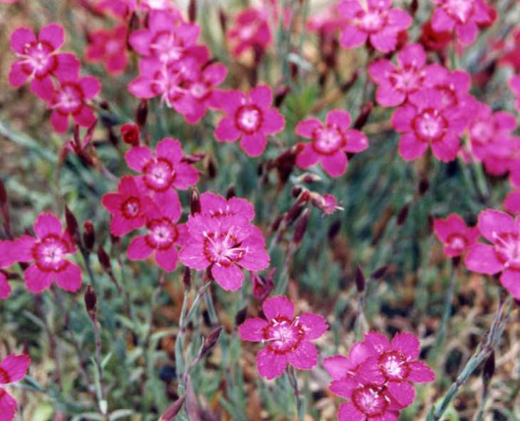 Different types and species of brightly colored Pink flowers in the Carnation Family of the genus Dianthus, The Albanian Pink (Dianthus myrtinervius)