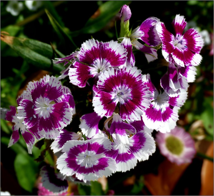 Different types and species of brightly colored Pink flowers in the Carnation Family of the genus Dianthus, Sweet William (Dianthus Barbatus)