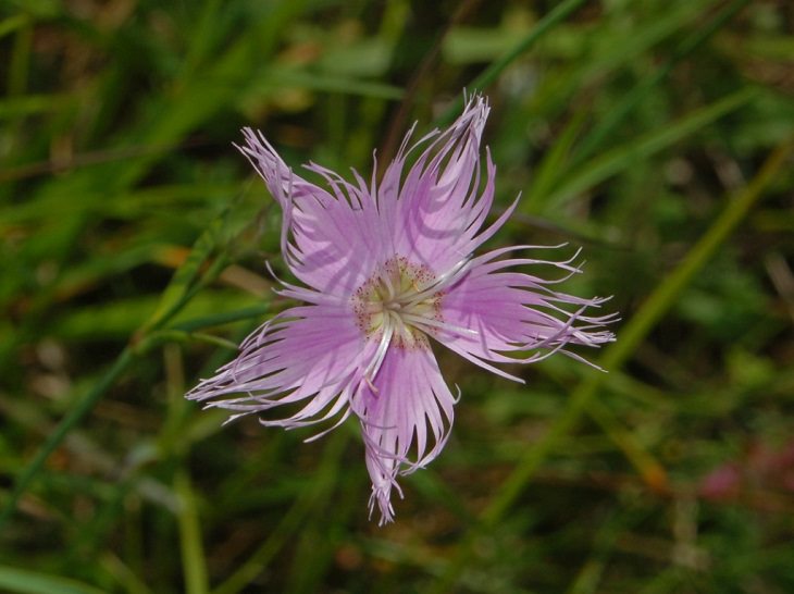 Different types and species of brightly colored Pink flowers in the Carnation Family of the genus Dianthus, The Fringed Pink (Dianthus monspessulanus)