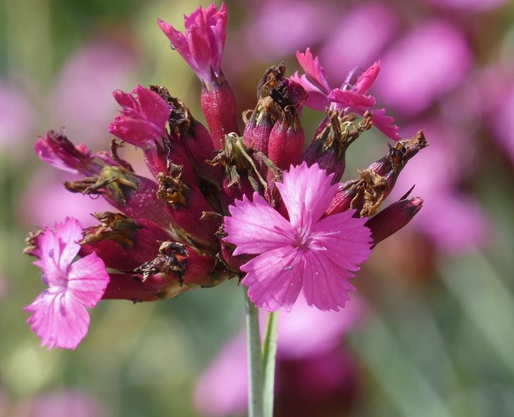 Different types and species of brightly colored Pink flowers in the Carnation Family of the genus Dianthus, Dianthus carthusianorum