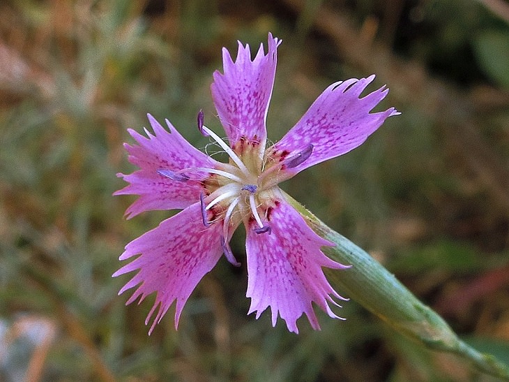 Different types and species of brightly colored Pink flowers in the Carnation Family of the genus Dianthus, Dianthus lusitanus
