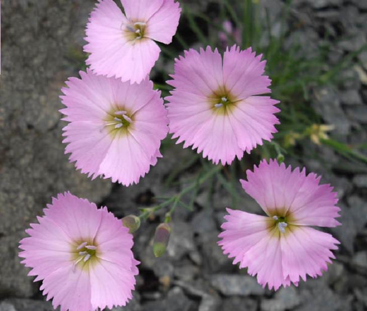 Different types and species of brightly colored Pink flowers in the Carnation Family of the genus Dianthus, Wood Pink (Dianthus sylvestris)