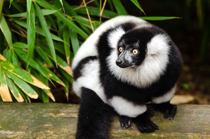 Beautiful Animal species that are only black and white, The Ruffed Lemur