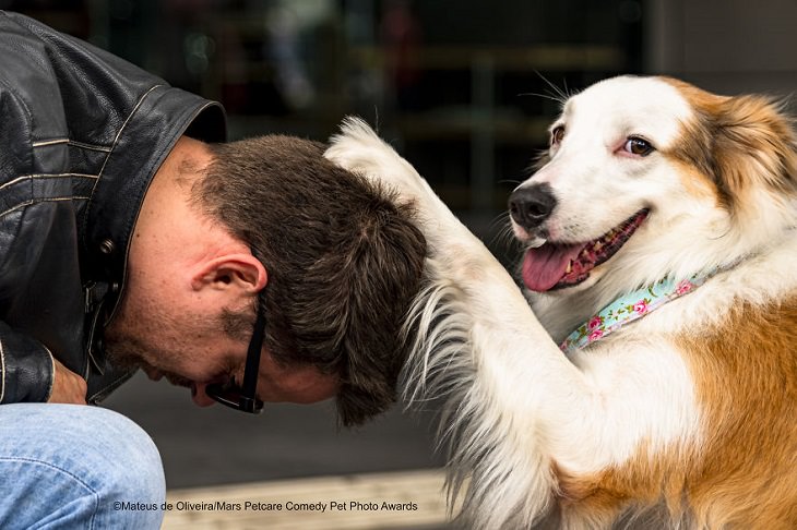 Best and funniest finalists from the Mars Petcare Comedy Pet Photo Awards, 2020, 'Blessed' By Mateus De Oliveira