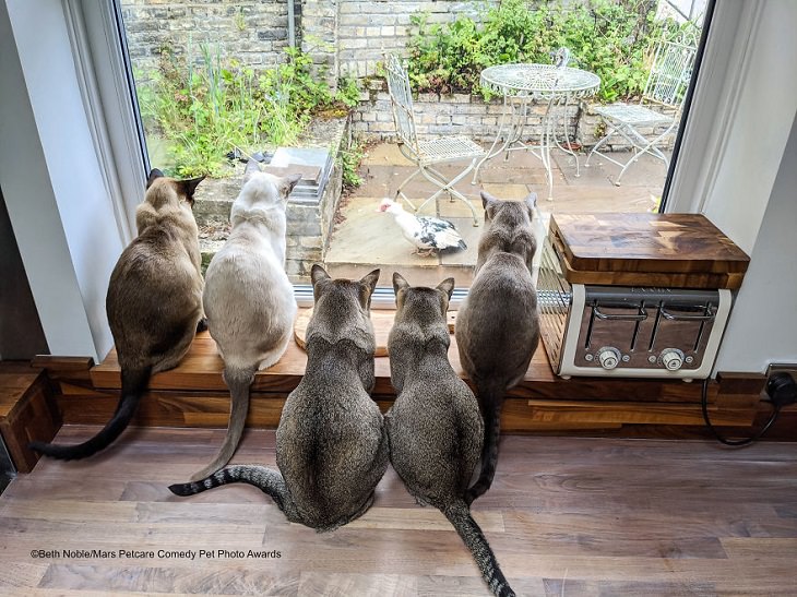 Best and funniest finalists from the Mars Petcare Comedy Pet Photo Awards, 2020, 'There Goes Dinner' By Beth Noble