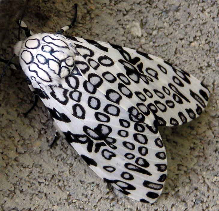 Beautiful Animal species that are only black and white, The Giant leopard moth