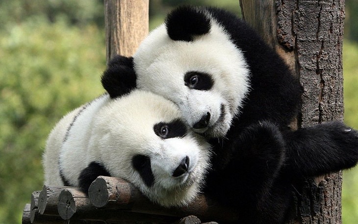 Beautiful Animal species that are only black and white, The Panda