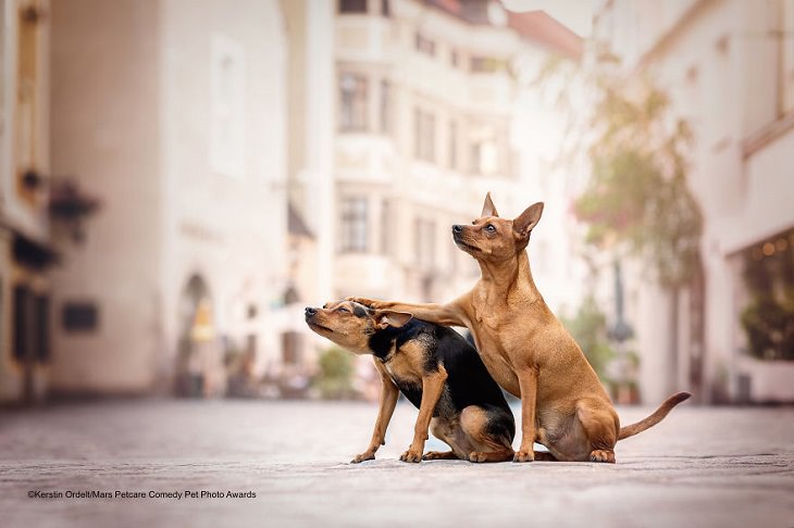 Best and funniest finalists from the Mars Petcare Comedy Pet Photo Awards, 2020, 'Friends Don't Let Friends Do Silly Things Alone' By Kerstin Ordelt