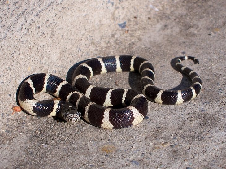 Beautiful Animal species that are only black and white, The California Kingsnake