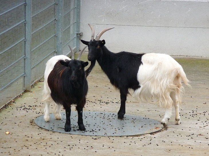 Beautiful Animal species that are only black and white, The Valais Blackneck goat