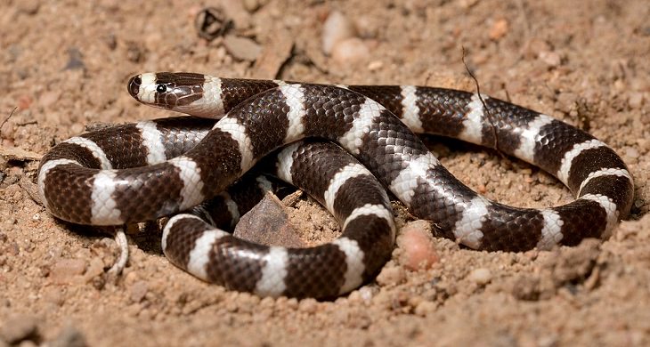 Beautiful Animal species that are only black and white, Eastern Bandy-Bandy snake