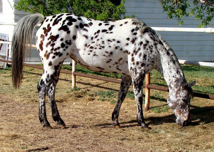 Beautiful Animal species that are only black and white, The Appaloosa Horse
