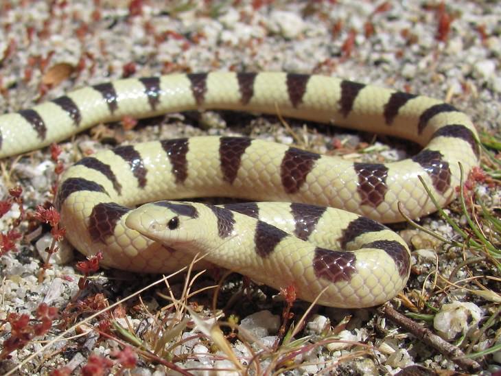 Beautiful Animal species that are only black and white, The Mojave Shovelnose Snake