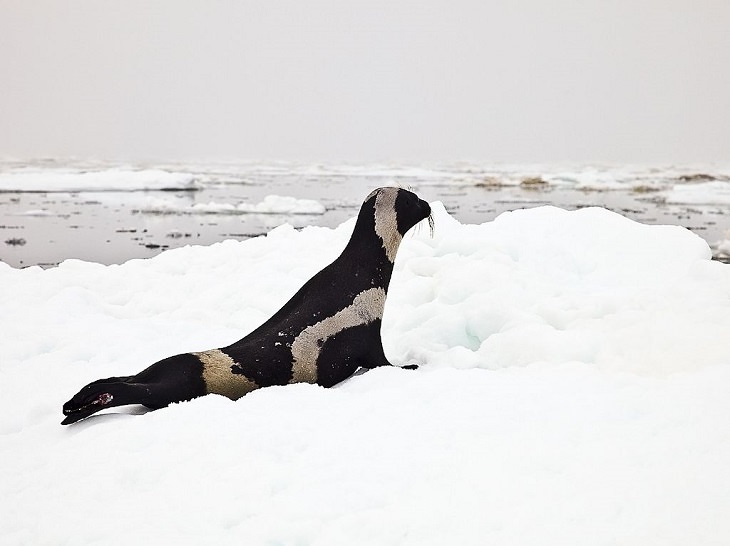 Beautiful Animal species that are only black and white, Ribbon Seal