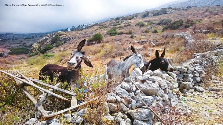 Best and funniest finalists from the Mars Petcare Comedy Pet Photo Awards, 2020, 'The Funny Amorgos Donkey' By Boris Purmann