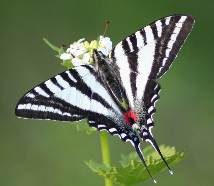 Beautiful Animal species that are only black and white, The Zebra Swallowtail