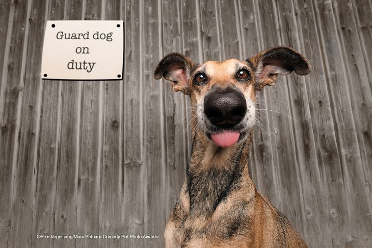 Best and funniest finalists from the Mars Petcare Comedy Pet Photo Awards, 2020, 'Guard Dog On Duty' By Elke Vogelsang